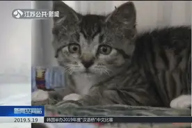美国一宠物猫被主人虐待，四肢和脸上被变硬的泡沫裹住，无法呼吸视频封面