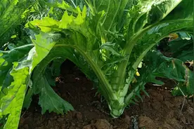 棒棒菜在地里一颗比一颗大，却能吃的太少了，真的是看了才知道！视频封面