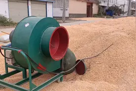 刚收回来的玉米，碰到下雨连续多天，如何储存才能让玉米不发霉