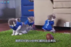 你不在家时，你家宠物都在干啥，主人走以后，猫竟然在家打起了橄