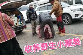 拉萨野生藏獒不再无家可归，感谢车友们收养，希望它们有个好归宿视频封面
