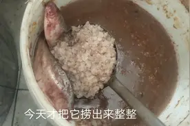 老一辈快要失传的“腌咸鱼”手艺，老苏全程分享，简单又好吃视频封面