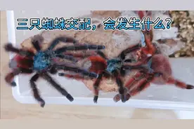 2只公蜘蛛和1一只母蜘蛛放在一起，会发生什么？两个公的居然…视频封面