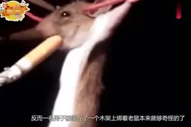男子抓到老鼠后逼迫其抽烟，连续抽了10根烟后，男子无语了_XG视频封面
