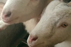 聪明的两只小羊，平常零食可真不少，这俩小家伙可以痛快的吃了