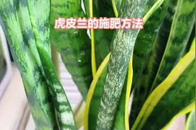 给虎皮兰施肥有技巧，施这种肥，虎皮兰一年长高一米多视频封面