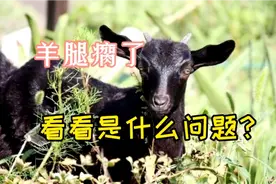 江西羊友家一只羊腿瘸了，排除机械损伤，一般是缺乏了一种元素视频封面