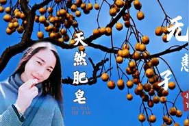 以前农村里的天然肥皂，七零后八零后很怀念，九零后零零后不认识视频封面