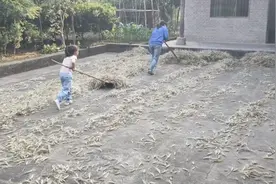 四川农村收割小麦穗后，在家晒干，用传统方式打小麦