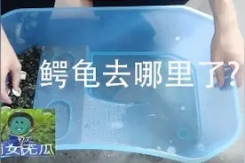 一觉醒来龟不见了？越狱了？龟缸如何布置。视频封面