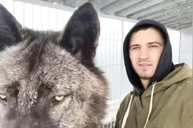 小哥养了一头狼当宠物，网友：不愧是战斗民族，什么都敢养视频封面