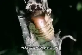 金蝉养殖，金蝉卵枝的保存方法和辨别什么是高质量卵枝