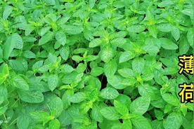 “薄荷泡茶”喝的功效与作用及禁忌，快来看看吧视频封面