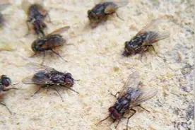 家里苍蝇太多？教你一个土方法，苍蝇来一只灭一只，比苍蝇贴厉害