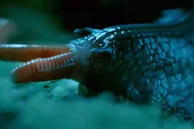 第一次见巨型蜗牛吃东西，它的嘴像极了黑洞，堪比科幻大片视频封面