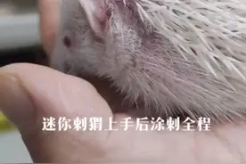 非洲迷你刺猬上手后涂刺全程