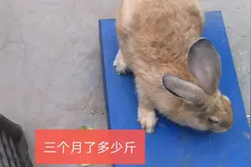 不喂饲料的兔子，三个月能长多少斤？大家感觉几斤才满意视频封面