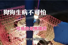 最简单用药，给狗狗治疗，犬瘟细小视频封面