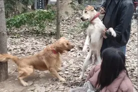 一向温顺听话的金毛，突然对拉布拉多发动攻击，战斗力也是爆表啊