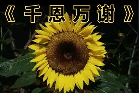 完整听一首王琪老师的《千恩万谢》，感谢天下父母恩情……