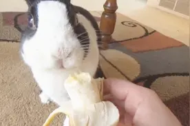 小兔子第一次吃香蕉，这满足的小表情，看着就让人觉得幸福！