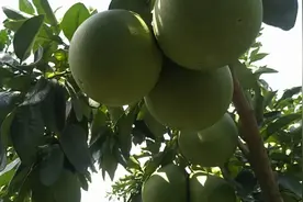 太好了，海南蜜柚收购价有三块多，看平和县琯溪蜜柚硕果累累