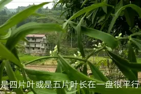 很多人的错误认识：错把洋姜当黄精，带大家认识一下真正的黄精视频封面