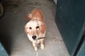 金毛在家憋坏了，光想出来跑跑