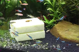 把过滤器材放鱼缸可行吗？说有用，也有用，但是不值得