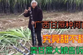 广西的甘蔗种在河南，会出现啥特殊情况？种甘蔗的大娘告诉你！视频封面