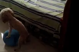 泰迪果然色视频封面