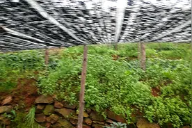 云南三七苗的模样