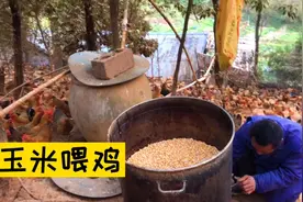 煮一大窝玉米喂鸡，生玉米鸡吃了对肠道不好，“不建议喂生玉米”视频封面