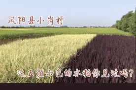 参观小岗村大包干纪念馆，农业示范区，看小岗村翻天覆地的变化视频封面