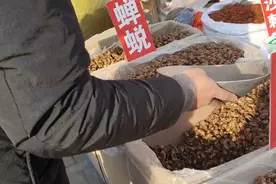 揭秘一味，掺杂使假的药材！干干净净的蝉蜕，也不一定用着健康！视频封面