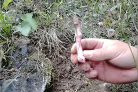 这种金刚藤的嫩芽有妙用，值得收藏视频封面