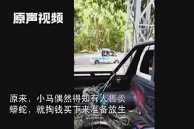 云南陇川警民解救缅甸蟒！属一级保护动物，专业人员正寻地点放生视频封面