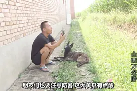 为避免狗狗大伏天中暑，大铁盆浇水降温，还给1500的马犬吃黄瓜