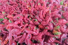 新疆锣丝椒最好的晒法与成本视频封面