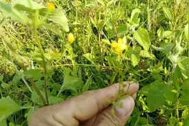 这棵小小的“黄花草”作用很大，解毒.散瘀消肿，肝炎都用得上