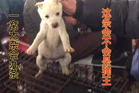 一窝大杂会九条小狗，到底那条是狗王？趴在最上面睡的就是最好的