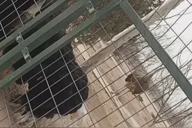 鸵鸟蹲下来晃头