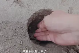 沙滩上密密麻麻的小洞洞里面到底有什么？今天终于看到庐山真目视频封面