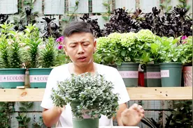 金鱼吊兰夏季掉叶，提前用一种“粉末”，整个夏天叶片油绿又肥厚