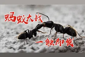 成群蚂蚁究竟为何而战，场面热血沸腾，我也蒙圈了