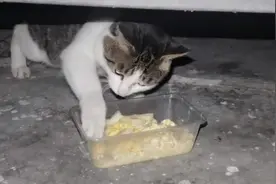 晚上不放心流浪猫，炒了鸡蛋下来看，一喊咪咪，委屈的直叫，饿了视频封面