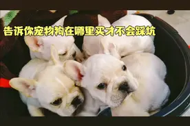 宠物狗在哪里买？才能买到健康又便宜的狗狗，告诉你几个地方