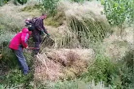 用割草机收油菜，一个小时工作量相当于镰刀割一天，省时还省力视频封面