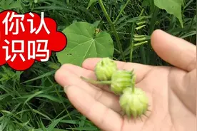青麻，叶子和种子用途都很多，一起来了解一下吧       #重启#