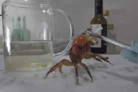 准备一杯95度的酒精，然后放入一只螃蟹，会发生什么？视频封面